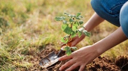 Close,Up,View,Of,Woman's,Hands,Pruning,Raspberry,Bushes,With
