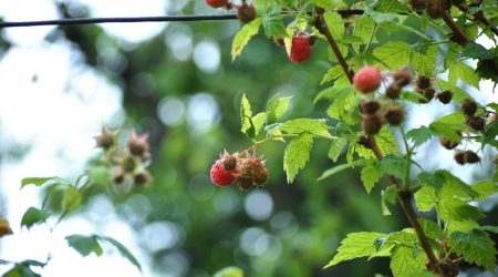 delia-giandeini-E0cywgverA0-unsplash