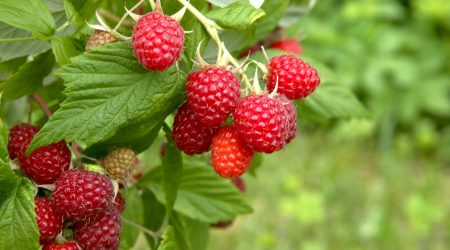 Branch of ripe raspberries in garden. Red sweet berries growing on raspberry bush in fruit garden.
